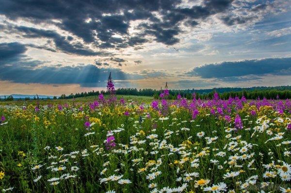 Поле Иван чая Иркутск