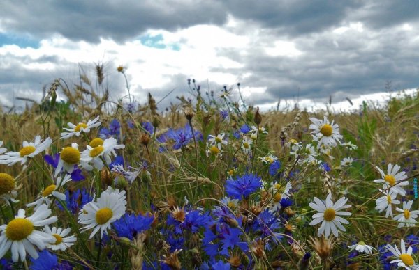 Цветущий луг