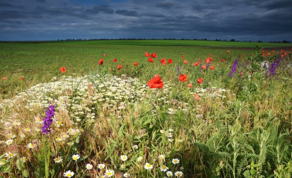 Гляжу в озера синие
