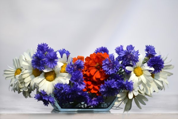 Июньские Луга в цвету средней полосы России