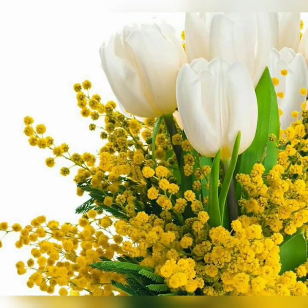 Мимоза и нарциссы