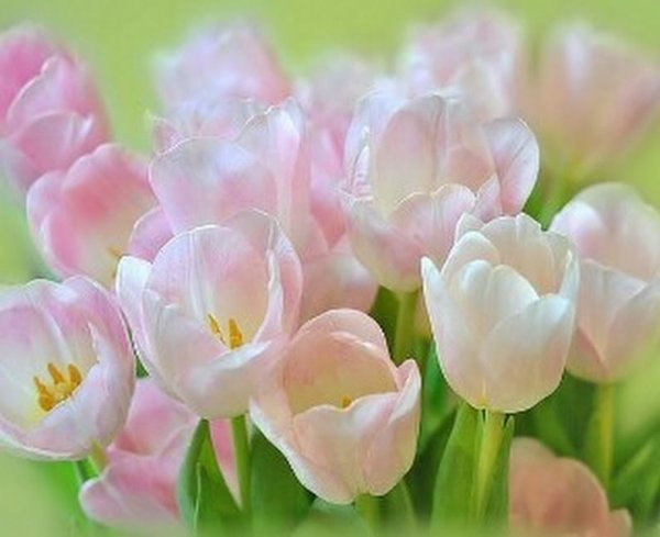 Букет тюльпанов