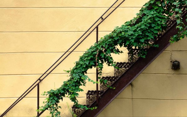 Лестница в цветах