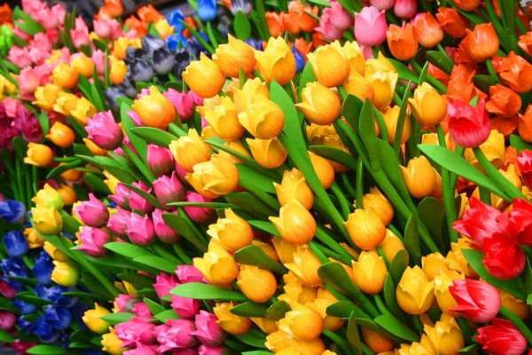 Букет тюльпанов