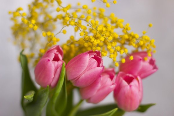 Тюльпаны и Мимоза