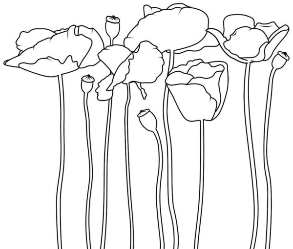 Макеты цветов для рисования