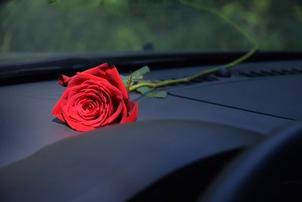 Цветы в машине