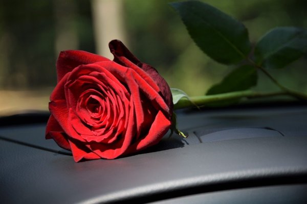 Розы на капоте машины
