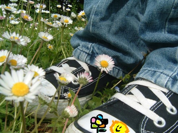 Кеды и ромашки фото