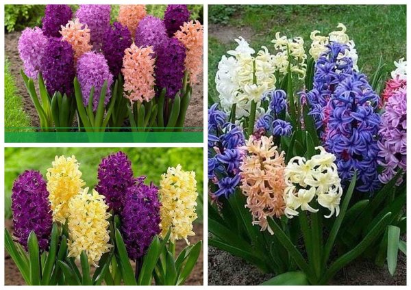 Цветонос у гиацинта