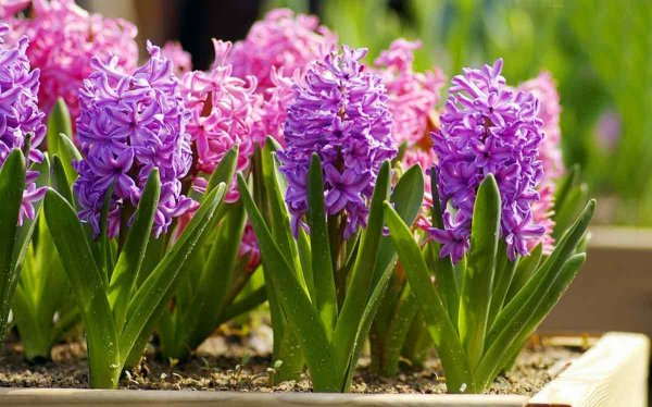 Гиацинт садовый Атлантик