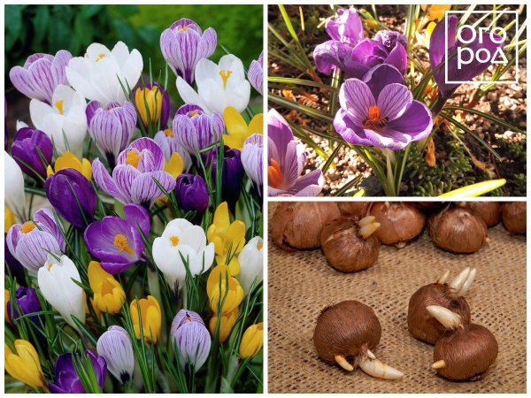 Осенние луковичные