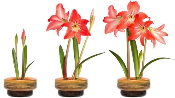 Амариллис белладонна