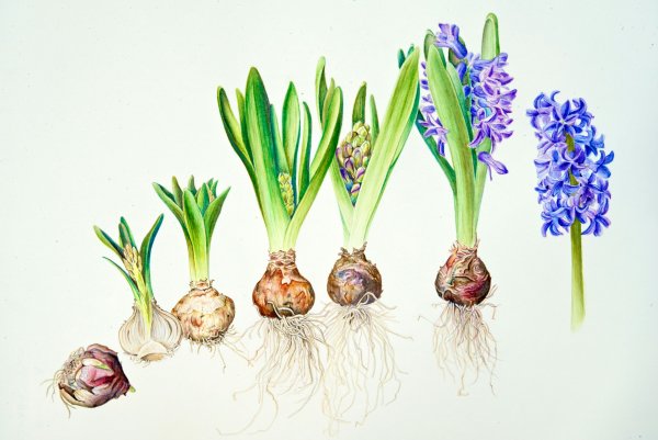 Мускари крокусы тюльпаны нарциссы