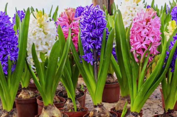 Поступление луковичных