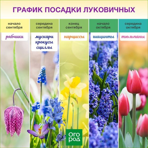 Гиацинт корень