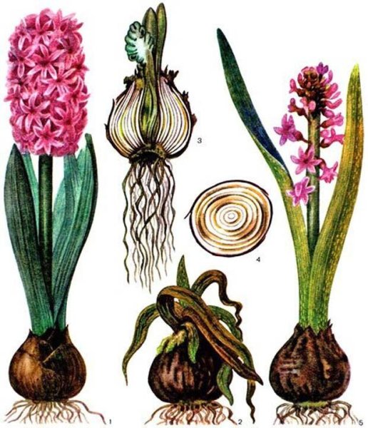 Луковичный цветок гиацинт