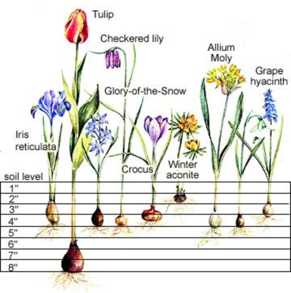 Ирис сетчатый клубни