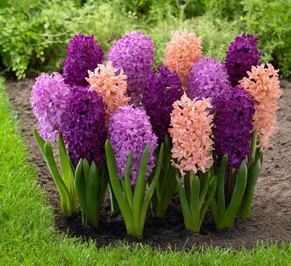 Гиацинт d7 h10