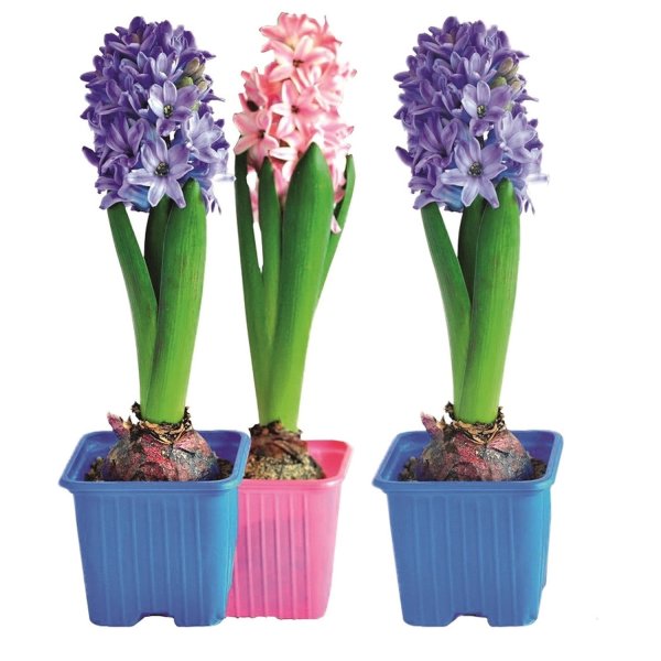 Гиацинт Луговой