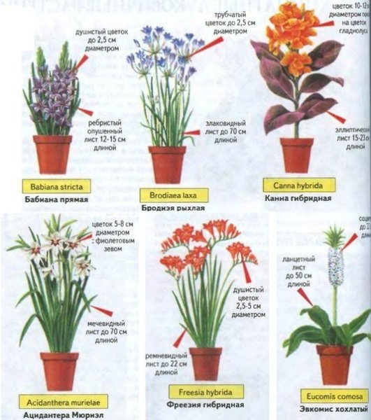 Схема посадки луковичных цветов