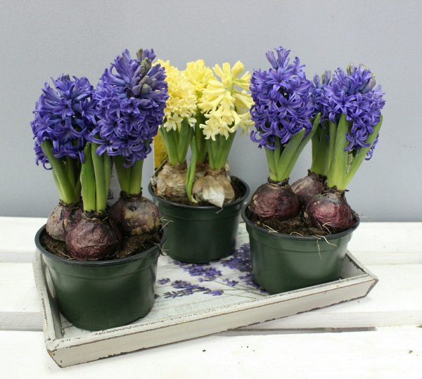 Фрезия клубневая