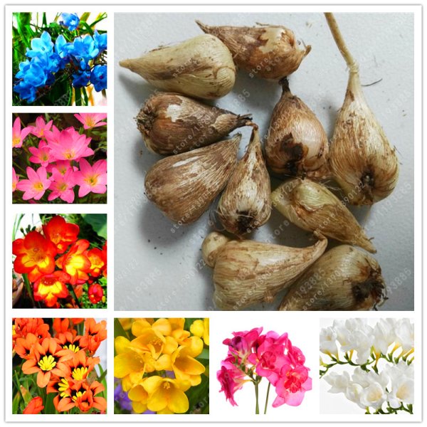 Однолетние луковичные тюльпаны