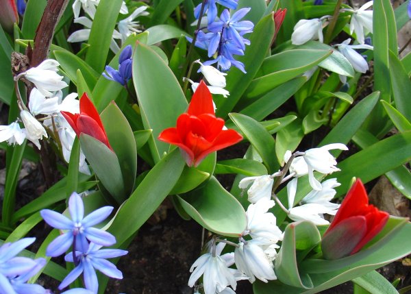 Весеннецветущие луковичные