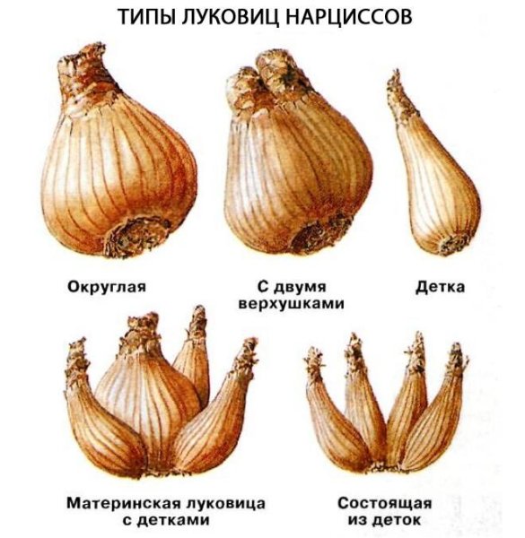 Луковичный цветок гиацинт