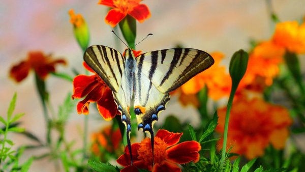 Обои на рабочий стол бабочки