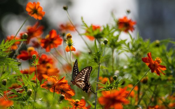 Бабочка на цветке