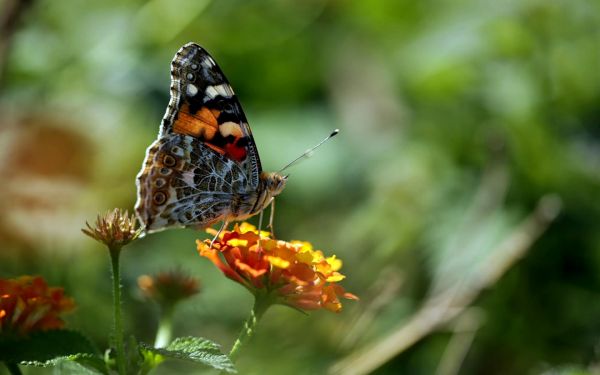 Лето насекомые