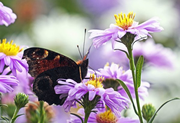 Бабочка Махаон Луговая