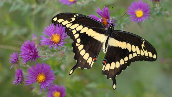 Обои на рабочий стол бабочки