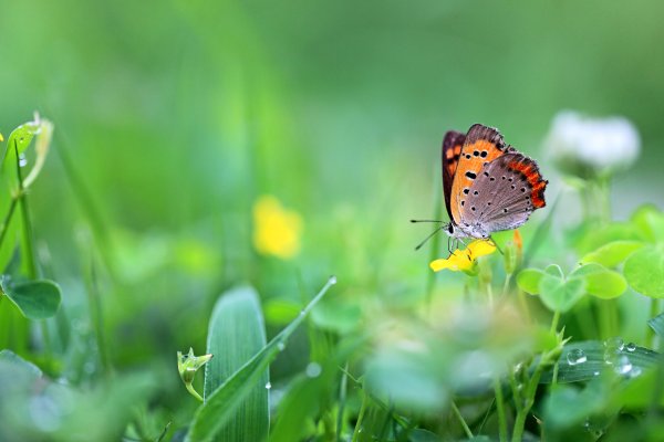 Бабочка на цветке