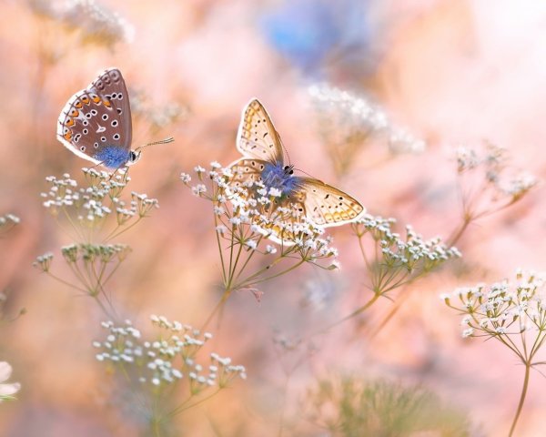 Летние цветы с бабочками