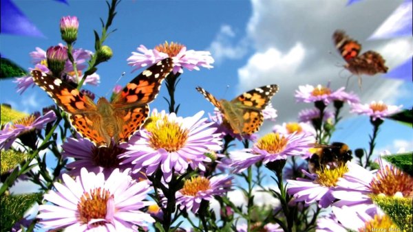 Красивые пейзажи с бабочками