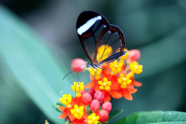 Луг с цветами и бабочками