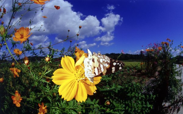 Бабочки в природе