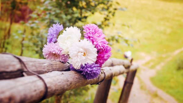 Лето цветы космея