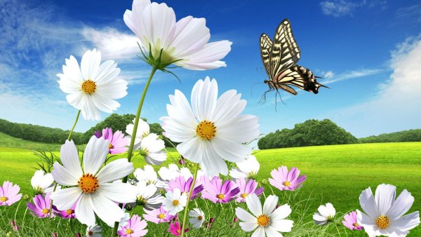 Фотообои яркие цветы