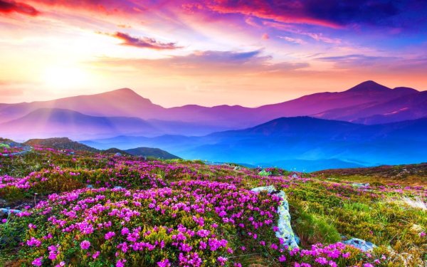 Светлые цветы