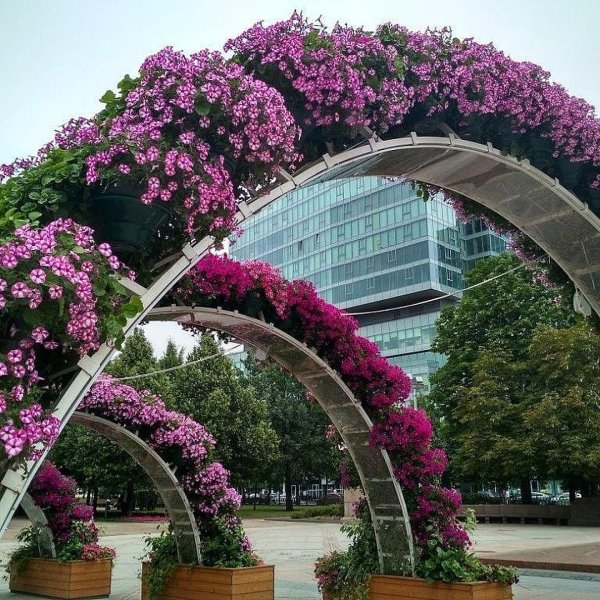 Растения в городе