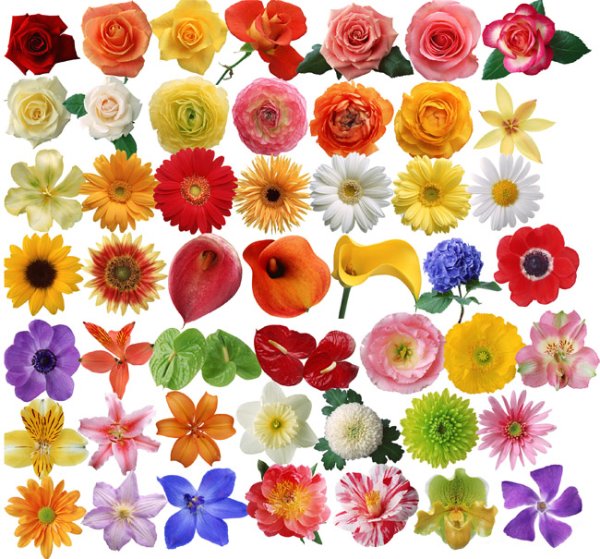 Маленькие цветные цветочки