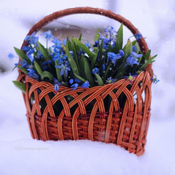 Подснежники в корзине
