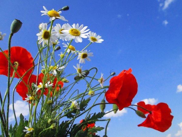 Родина цветка