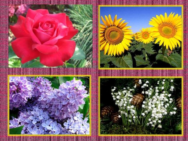 Цветы нашей Родины второй класс