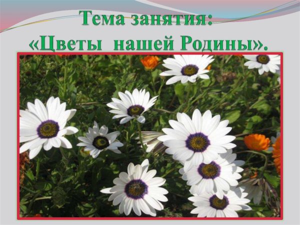 Цветы нашей Родины