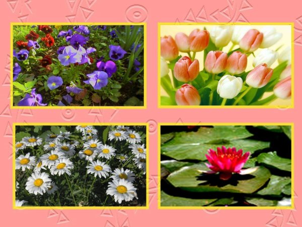 Цветы презентация 2 класс