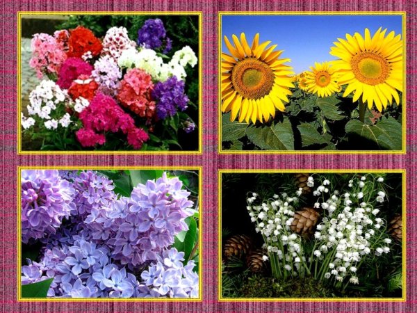 Цветы нашей Родины